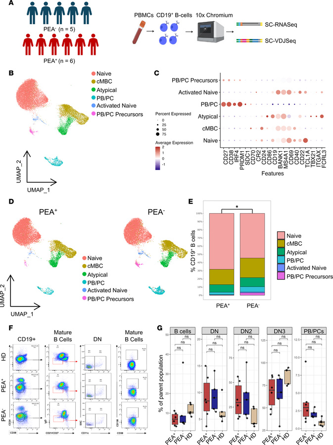 Comparable B cell clusters and subpopulations in PEA+ and PEA– patients....