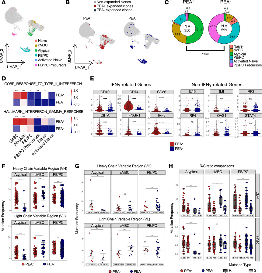 Evidence of IFN-γ upregulation and clonal atypical memory B cell expansi...