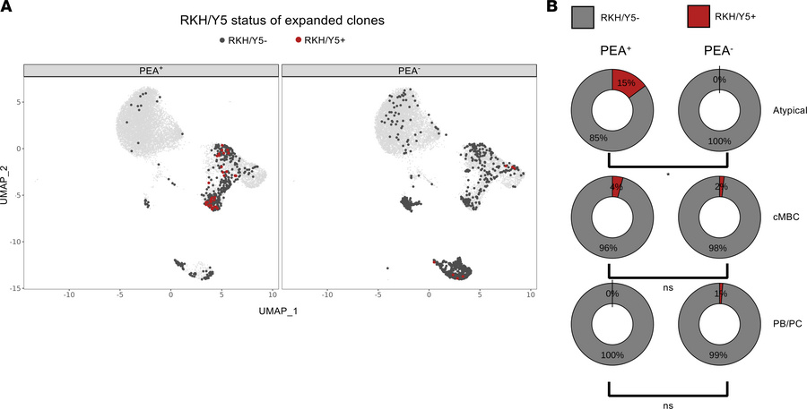 Expanded clones with sequence features characteristic of platelet-activa...
