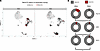 Expanded clones with sequence features characteristic of platelet-activatin