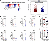 Increased IL-12 signaling pathway, IFN-γ, and Th1-associated cytokines in P