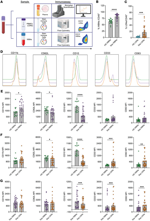Characterization of WBNs and LDNs in patients with sepsis.
(A) Schematic...