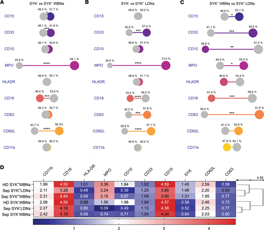 Characterization of SYK+ and SYK– neutrophil subsets from patients with ...