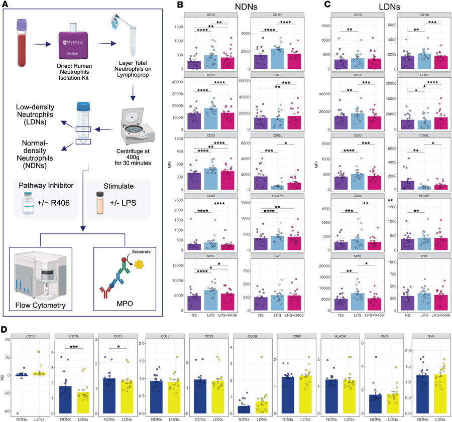 Functional assessment of NDNs and LDNs following LPS stimulation and SYK...