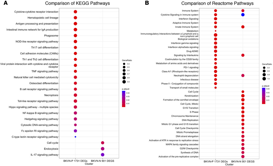 clusterProfiler comparison of KEGG and Reactome pathways enriched in BKV...