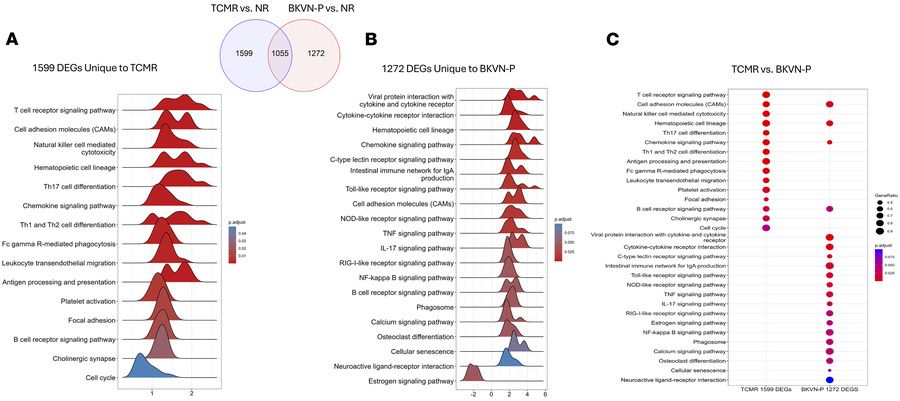 GSEA of KEGG pathways uniquely enriched in BKVN-P urines relative to TCM...