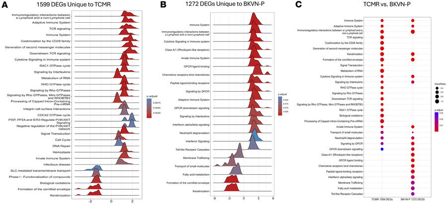 GSEA of Reactome pathways uniquely enriched in BKVN-P samples compared w...