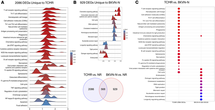GSEA of KEGG pathways uniquely enriched in BKVN-N urines relative to TCM...