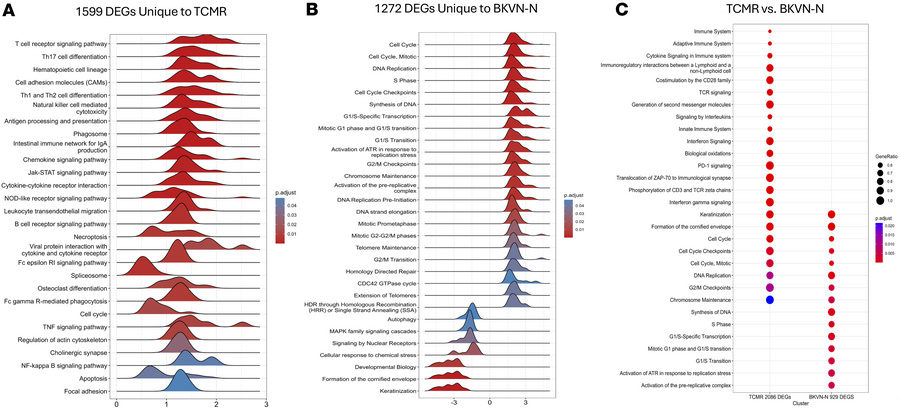 GSEA of Reactome pathways uniquely enriched in BKVN-N samples compared w...