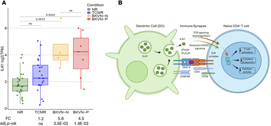 IL4I1 mRNA abundance in urinary cells.
(A) Box-and-whisker plots display...