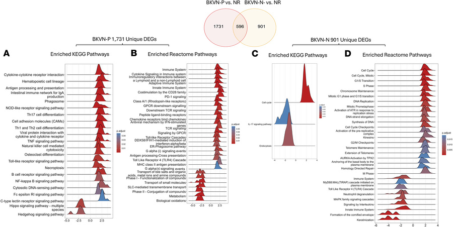 GSEA of KEGG and Reactome pathways uniquely enriched in BKVN-P and BKVN-...