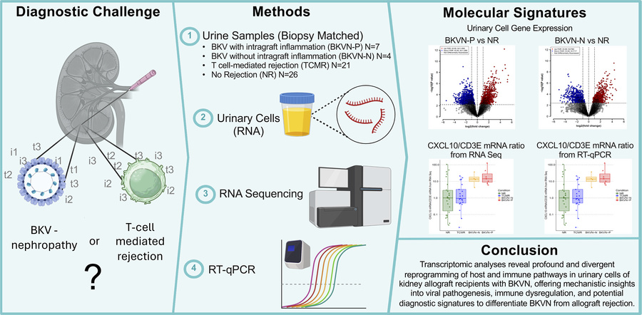 graphical abstract