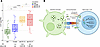 IL4I1 mRNA abundance in urinary cells.