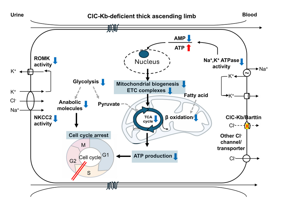 graphical abstract