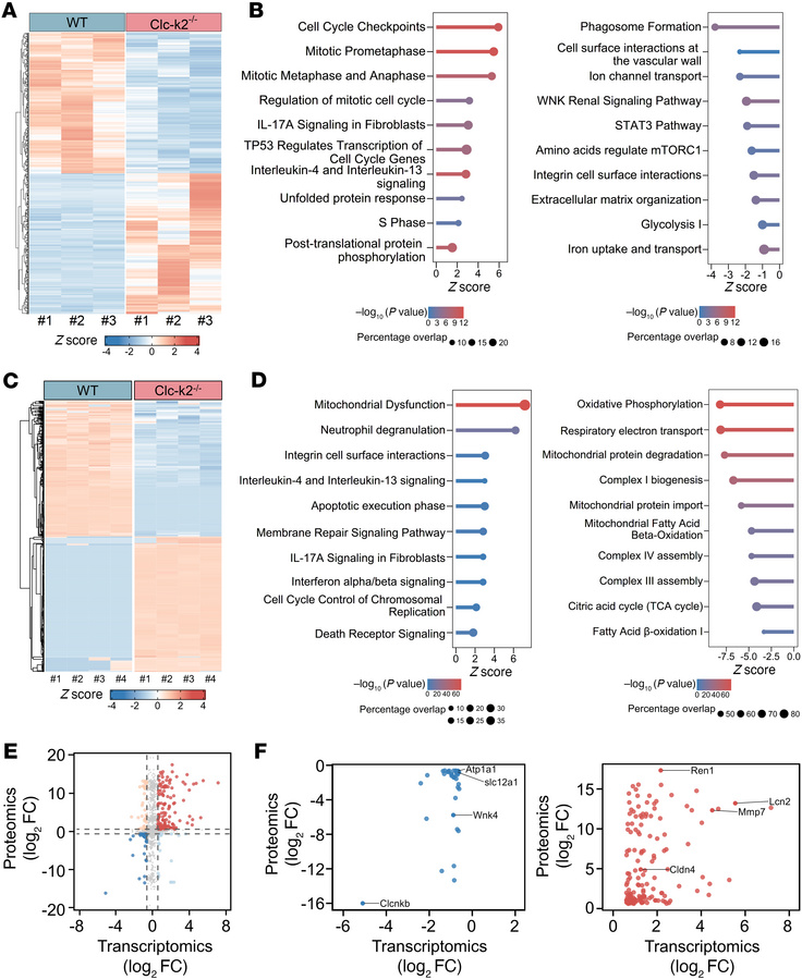 Transcriptomic and proteomic analyses of Clc-k2–/– TALs and DCTs versus ...