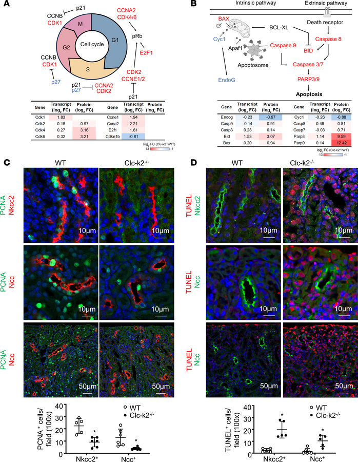 Clc-k2 affects cell proliferation, cell cycle progression, and apoptosis...