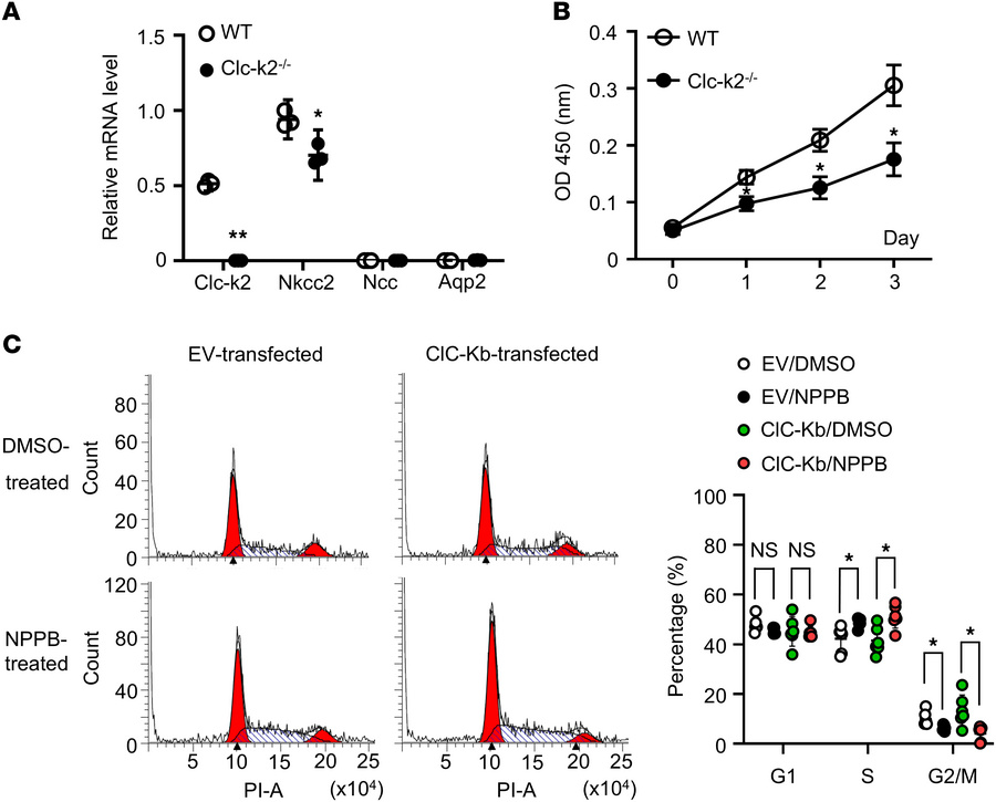 Clc-k2 deficiency or inhibition impairs cell proliferation and cell cycl...