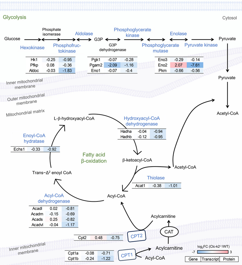 Differential regulation of glycolysis and fatty acid β-oxidation in Clc-...