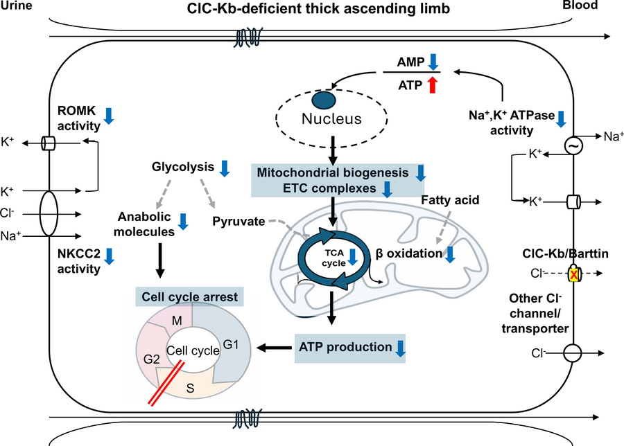 graphical abstract