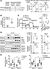 Pgc1α improves mitochondrial function and transepithelial salt transport in
