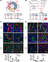 Clc-k2 affects cell proliferation, cell cycle progression, and apoptosis.