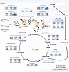 Differential regulation of the mitochondrial electron transport chain and t