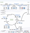 Differential regulation of glycolysis and fatty acid β-oxidation in Clc-k2–