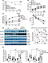 Gain-of-function Wnk4 mutation rescued Clc-k2–/– mice.