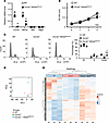 Wnk4D561A/+ rescues the cellular consequences of Clc-k2 deficiency.