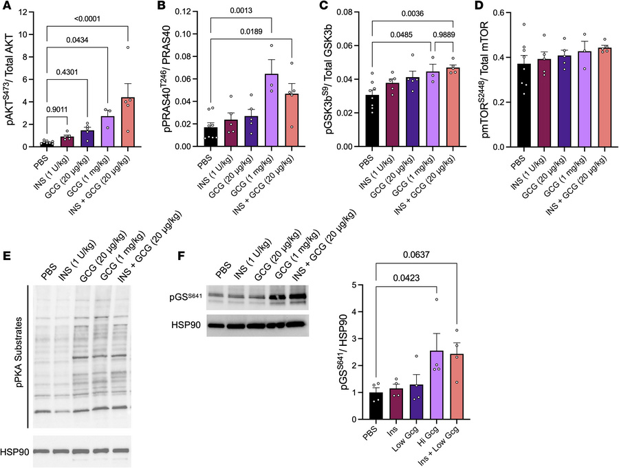 Insulin signaling is potentiated by glucagon action in the liver with no...