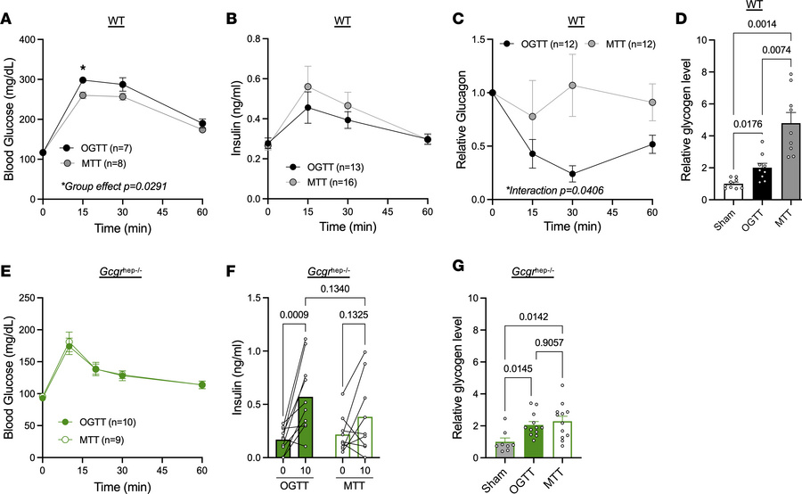 Hepatic glycogen repletion is improved after mixed nutrient feeding thro...