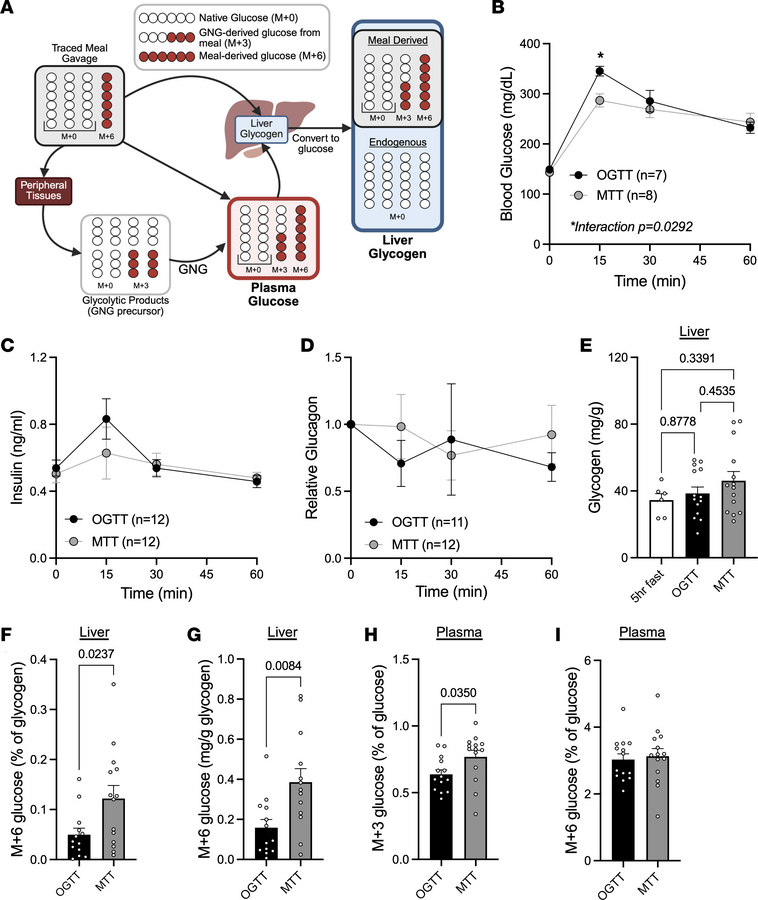 Mixed nutrient meal promotes greater meal glucose storage as glycogen th...