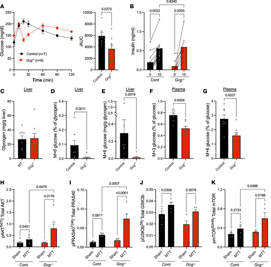 Proglucagon products are required for normal storage of meal glucose as ...