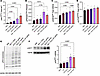 Insulin signaling is potentiated by glucagon action in the liver with no ef