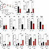 Proglucagon products are required for normal storage of meal glucose as hep