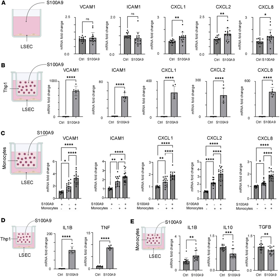 S100A9 significantly increases expression of inflammatory genes in prima...