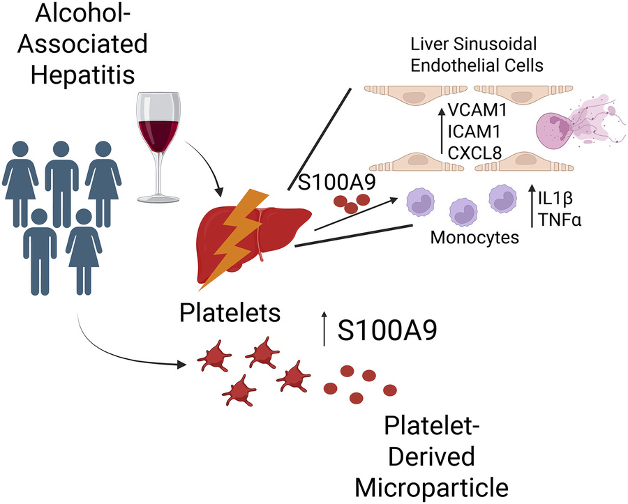 graphical abstract