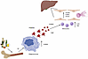 Proposed mechanism of platelet-mediated endotheliopathy and inflammation in