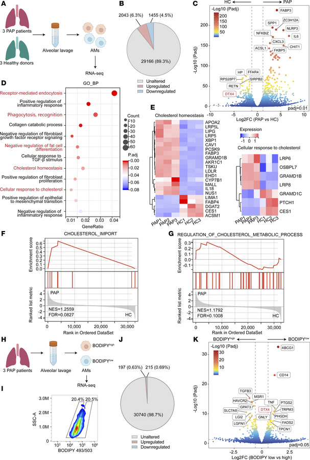 Transcriptomic analysis of AMs in PAP.
(A) Schematic overview of AM isol...