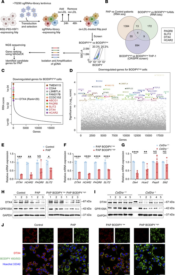 CRISPR screen identifies regulators of cholesterol efflux in AMs.
(A) Sc...