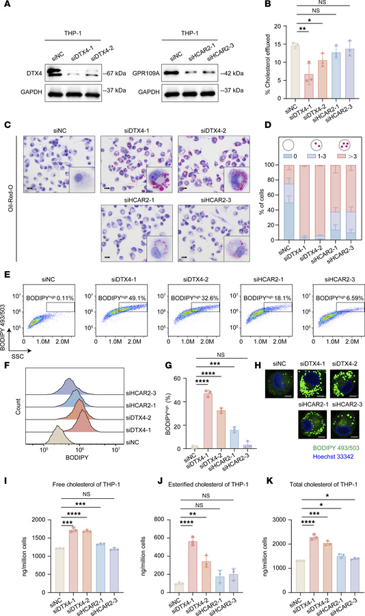 DTX4 knockdown impairs cholesterol efflux in THP-1–derived macrophages i...