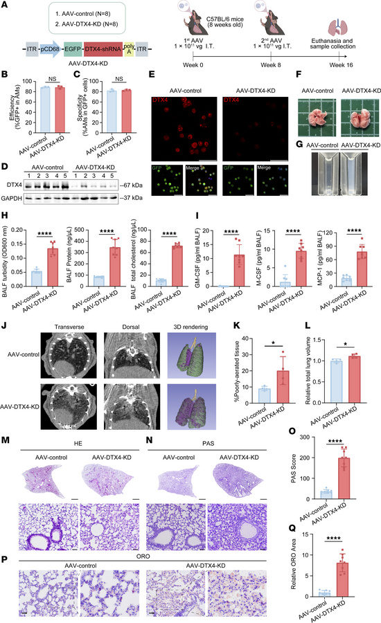 AM-specific DTX4 knockdown impairs pulmonary cholesterol clearance and l...