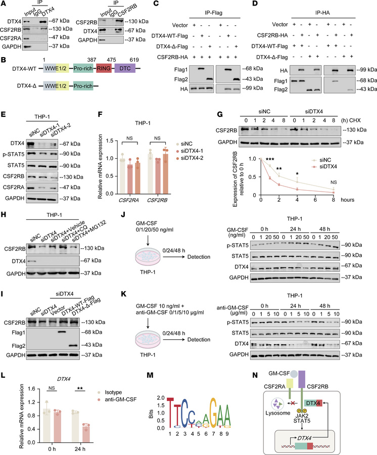 DTX4 stabilizes CSF2RB as an E3-independent scaffold within a positive-f...