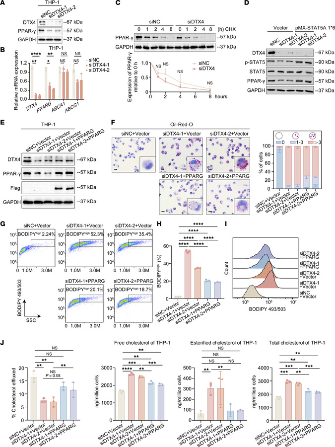 Disruption of the DTX4–GM-CSF loop drives PAP pathogenesis via PPARγ sup...