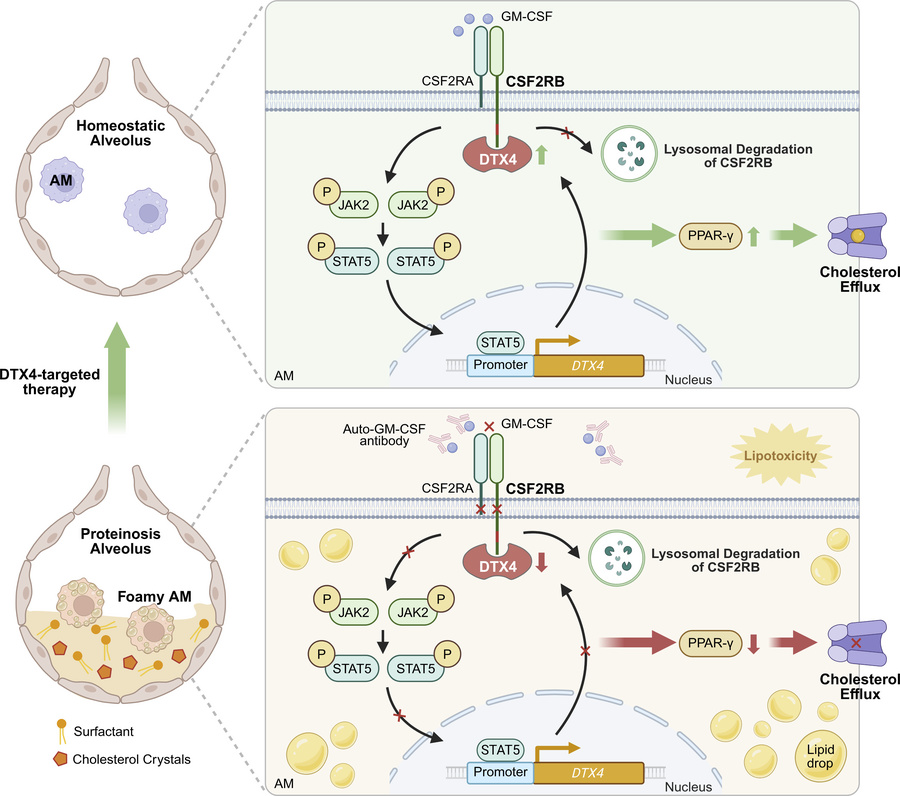 graphical abstract