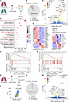 Transcriptomic analysis of AMs in PAP.