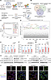 CRISPR screen identifies regulators of cholesterol efflux in AMs.