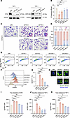 DTX4 knockdown impairs cholesterol efflux in THP-1–derived macrophages in v