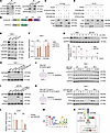 DTX4 stabilizes CSF2RB as an E3-independent scaffold within a positive-feed
