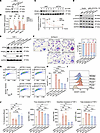 Disruption of the DTX4–GM-CSF loop drives PAP pathogenesis via PPARγ suppre